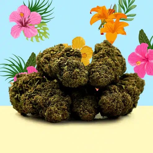 Hawaiian CBD – Indoor – Mama Kana — Fleurs — visuel issu de l’offre marchande