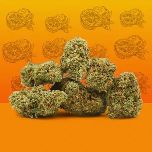 Orange Bud CBD – Greenhouse – Mama Kana — Fleurs — visuel issu de l’offre marchande