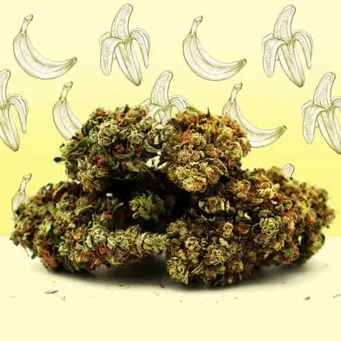 Banana Cream CBG – Greenhouse – Mama Kana — Fleurs — visuel issu de l’offre marchande