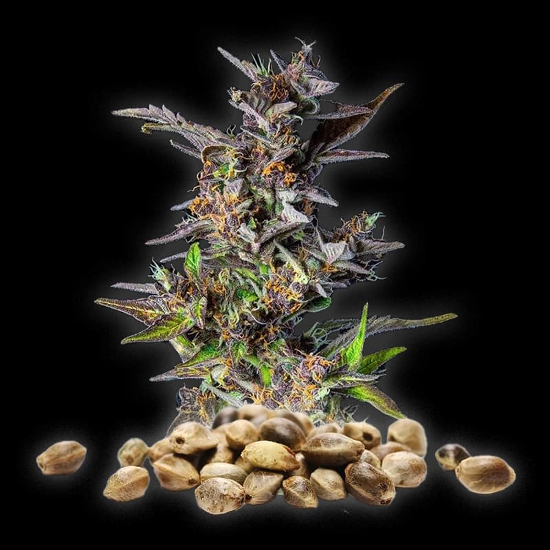 Watermelon Kush – Graines CBD Féminisées – Fastbuds — visuel issu de l’offre marchande