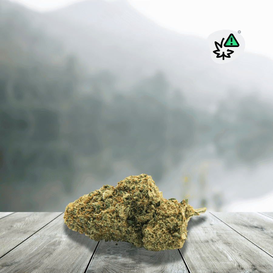 Fleurs Banana X Berry Dc10 Stv-10 __d0__ — visuel issu de l’offre marchande