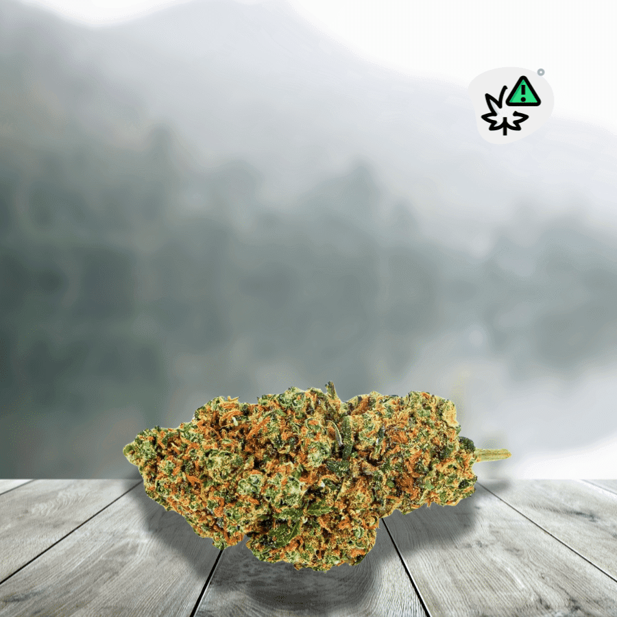 Fleurs G13 Dc10 __d0__ — visuel issu de l’offre marchande