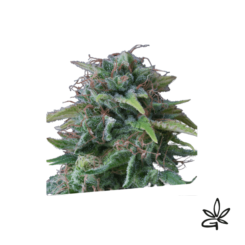 Oxus X3 - Exclusive Seeds Bank - Graine THC — visuel issu de l’offre marchande