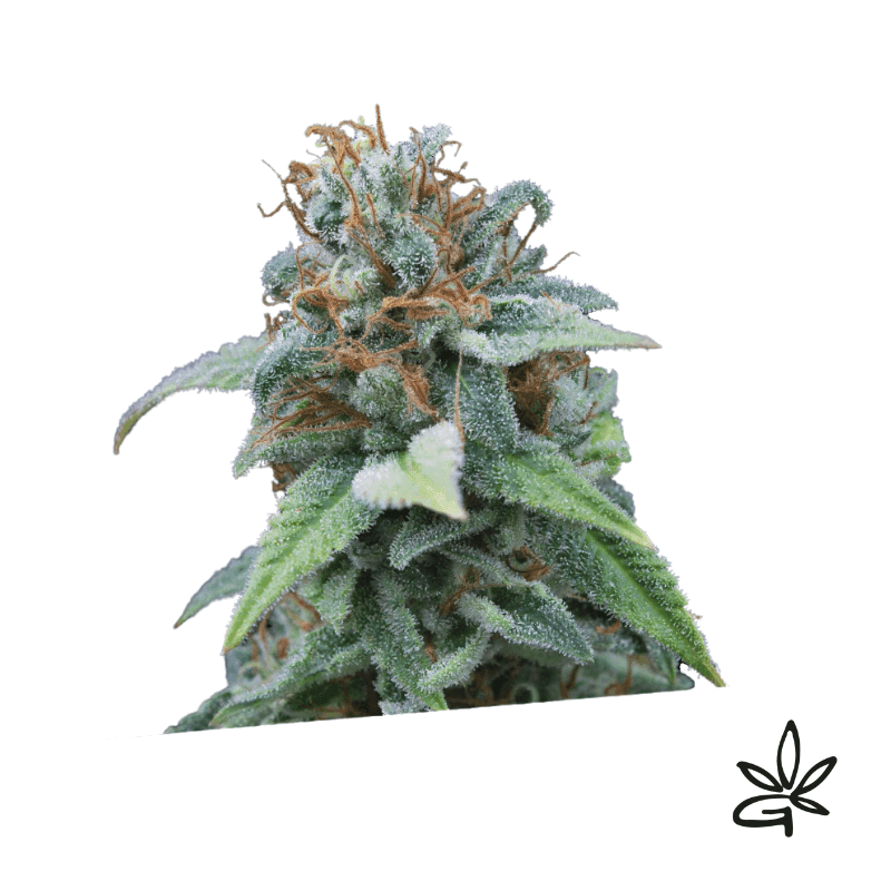 Gasoline X3 - Exclusive Seeds Bank - Graine THC — visuel issu de l’offre marchande