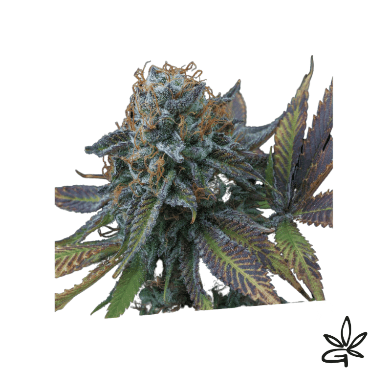 Perla Negra X3 - Exclusive Seeds Bank - Graine THC — visuel issu de l’offre marchande