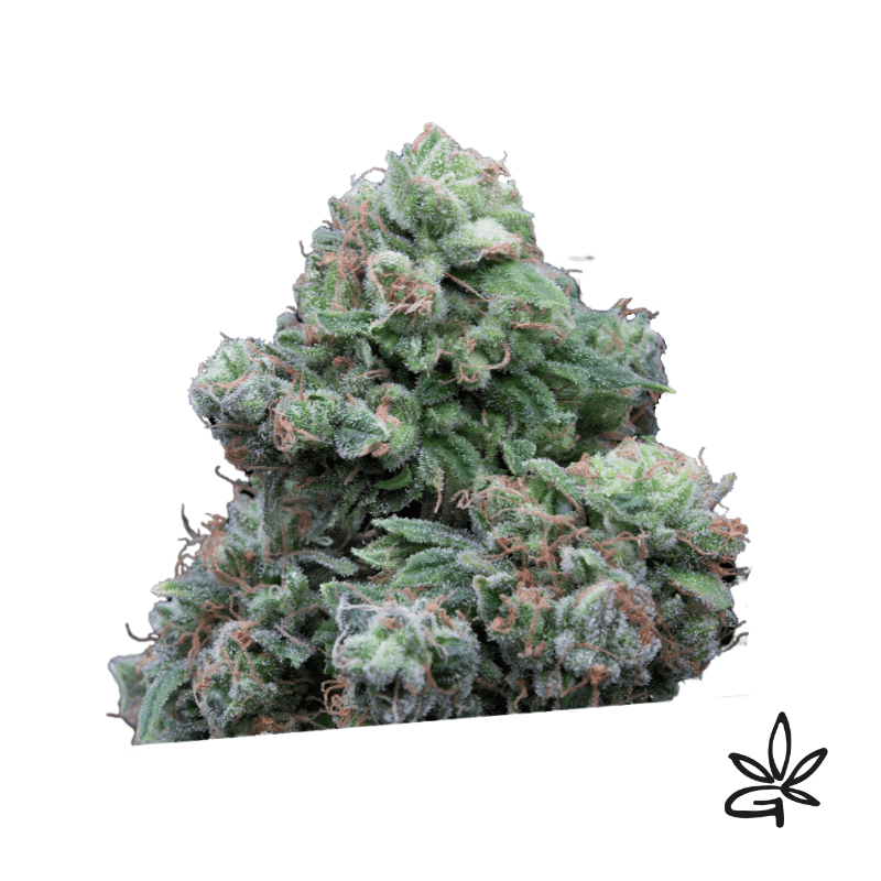 Weeding Cake X3 - Exclusive Seeds Bank - Graine THC — visuel issu de l’offre marchande