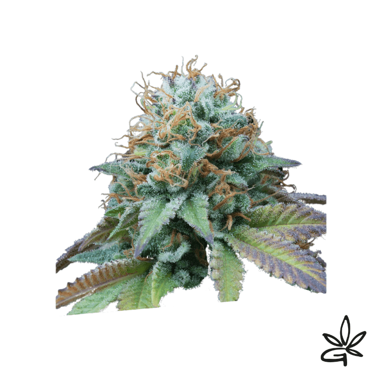 Kittlez Tropical X3 - Exclusive Seeds Bank - Graine THC — visuel issu de l’offre marchande