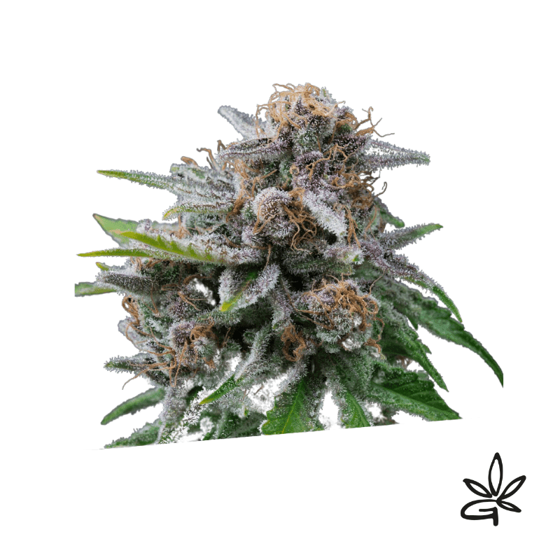 Maka Sugary X5 - Exclusive Seeds Bank - Graine THC — visuel issu de l’offre marchande