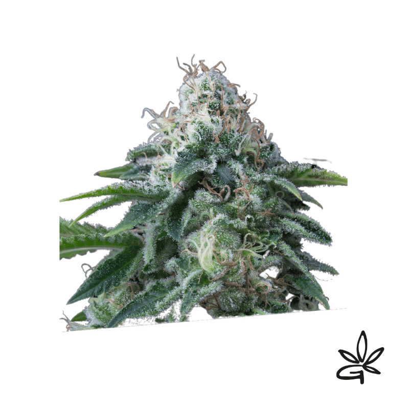 Dr Lemon X5 - Exclusive Seeds Bank - Graine THC — visuel issu de l’offre marchande