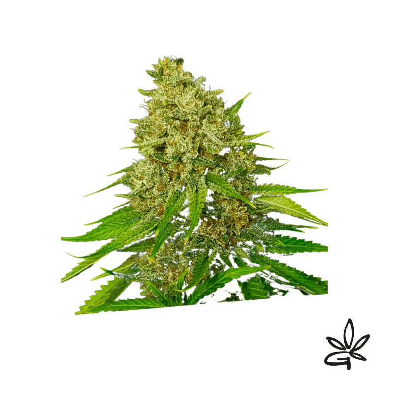 Super Larry Og X3 - Exclusive Seeds Bank - Graine THC — visuel issu de l’offre marchande