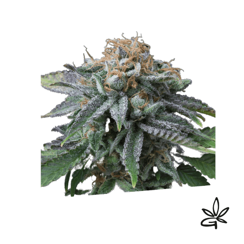 Cherry Punch X3 - Exclusive Seeds Bank - Graine THC — visuel issu de l’offre marchande