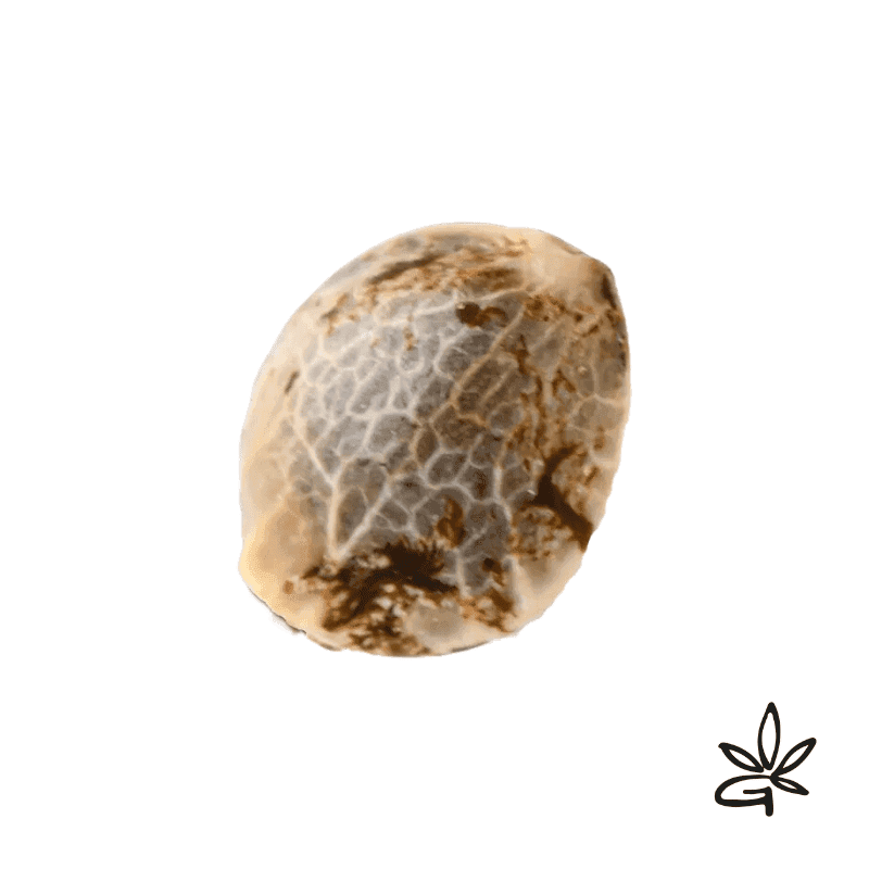 Respeto X3 - French Touch Seed - Graine THC — visuel issu de l’offre marchande