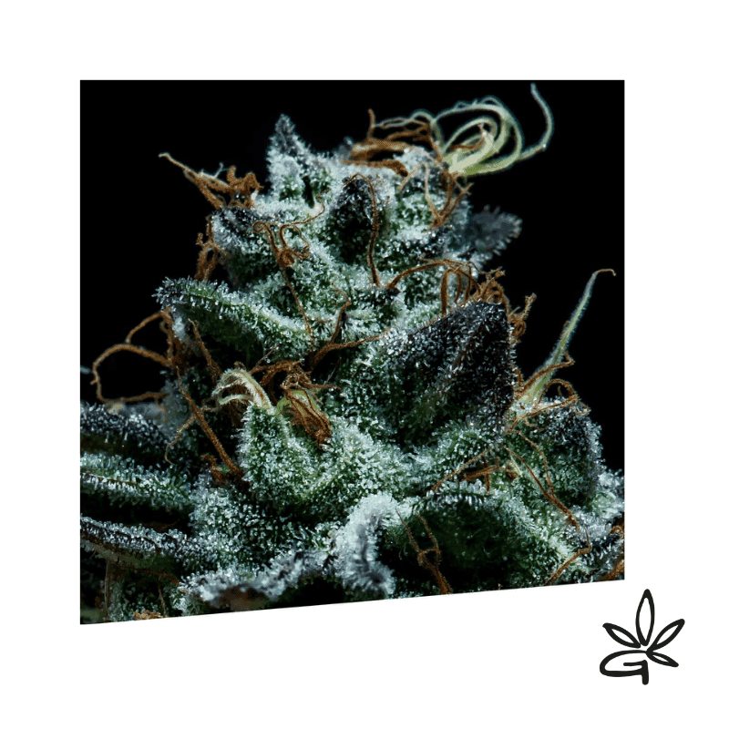 Gorilla Exclusive X3 - Exclusive Seeds Bank - Graine THC — visuel issu de l’offre marchande