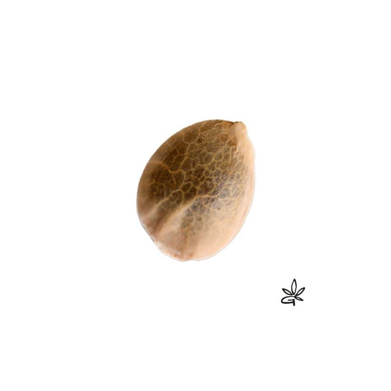 Sativa Des Rois X3 - French Touch Seed - Graine THC — visuel issu de l’offre marchande