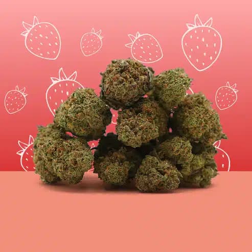 Strawberry CBD – Greenhouse – Mama Kana — Fleurs — visuel issu de l’offre marchande