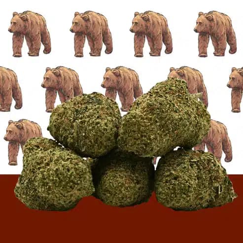 L.a Cali CBD – Hydroponique – Mama Kana — Fleurs — visuel issu de l’offre marchande