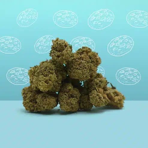 Cookie Kush CBD – Indoor – Mama Kana — Fleurs — visuel issu de l’offre marchande