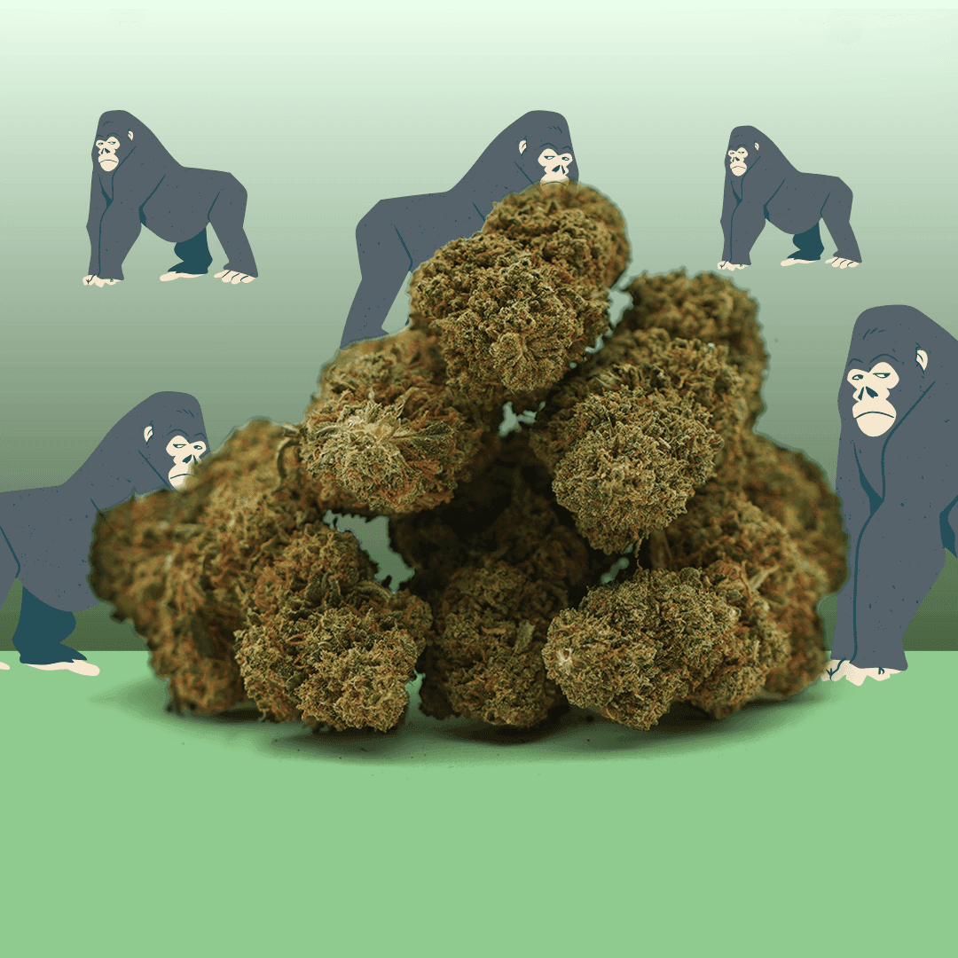 Gorilla Glue CBD – Indoor – Mama Kana — CBD — visuel issu de l’offre marchande