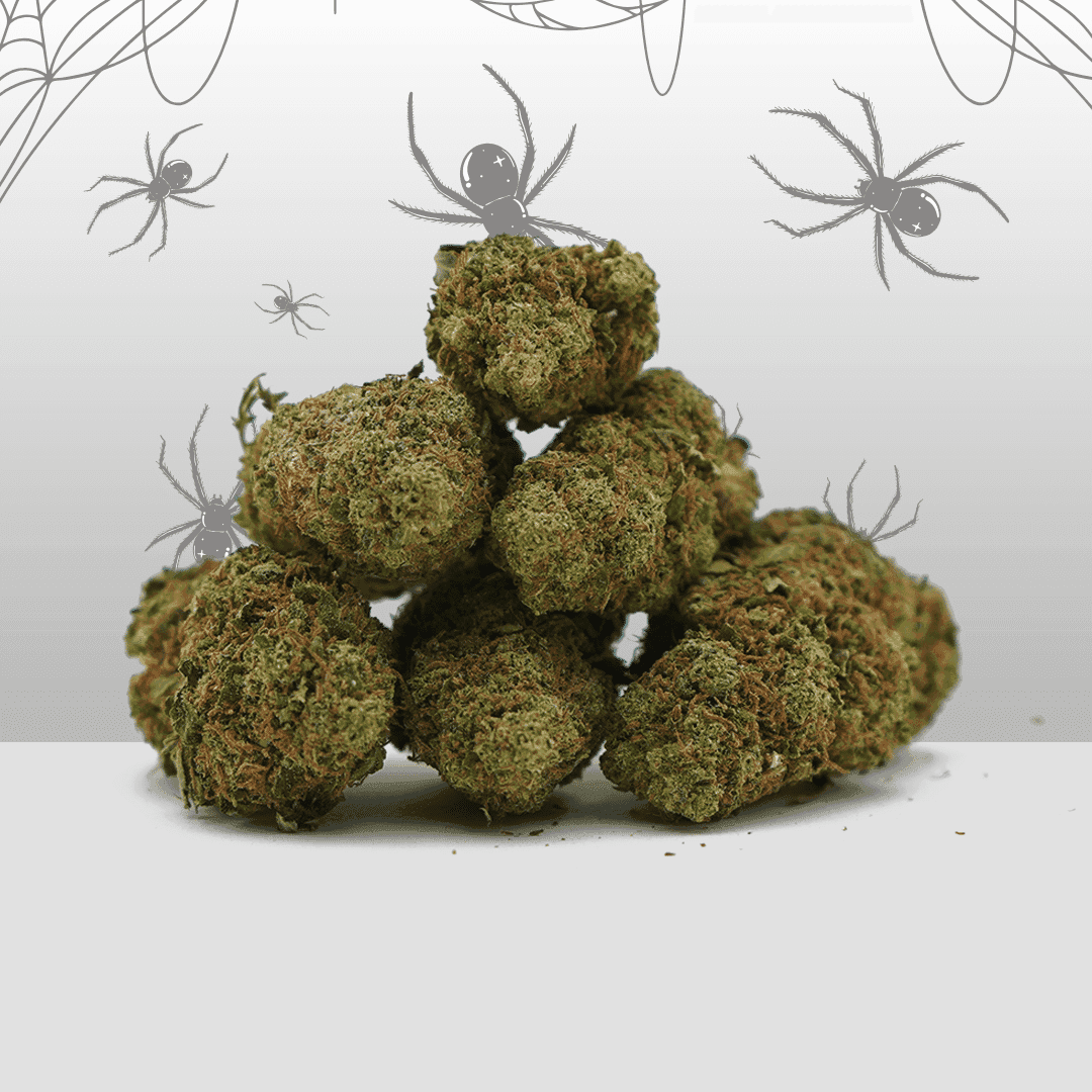 White Widow CBD – Indoor – Mama Kana — Fleurs — visuel issu de l’offre marchande
