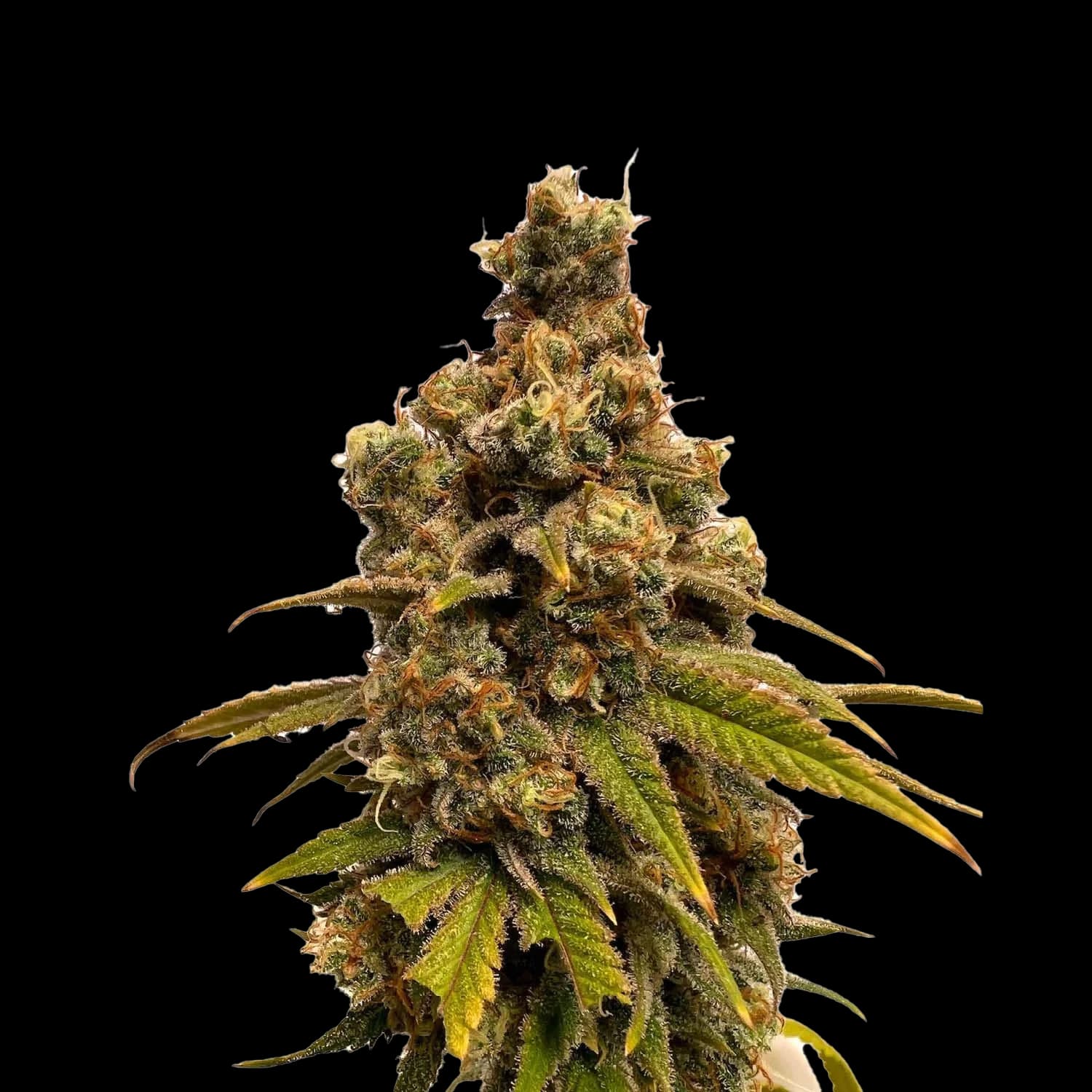 Banana Kush – Cali Usa — __d0__ — visuel issu de l’offre marchande