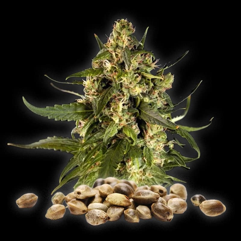 Lemon Kush – Graines CBD Féminisées – Classique — visuel issu de l’offre marchande