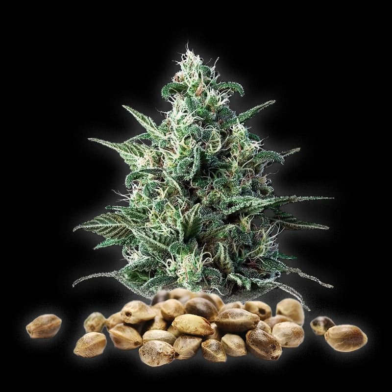 White Widow – Graine CBD Féminisées – Autofloraison — visuel issu de l’offre marchande