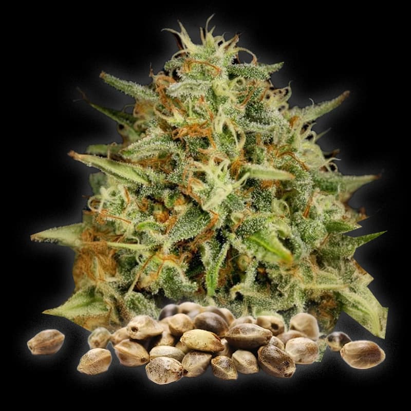 Strawberry Haze – Graines CBD Féminisées – Classique — visuel issu de l’offre marchande