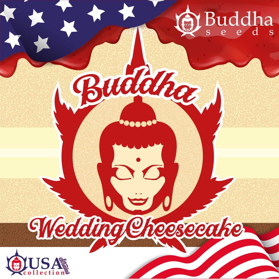 Buddha Wedding Cheesecake Usa – Graines Féminisées — visuel issu de l’offre marchande