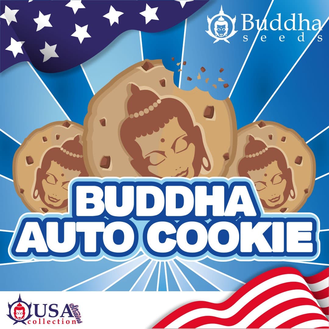 Buddha Cookie – Graines Féminisées Auto — visuel issu de l’offre marchande