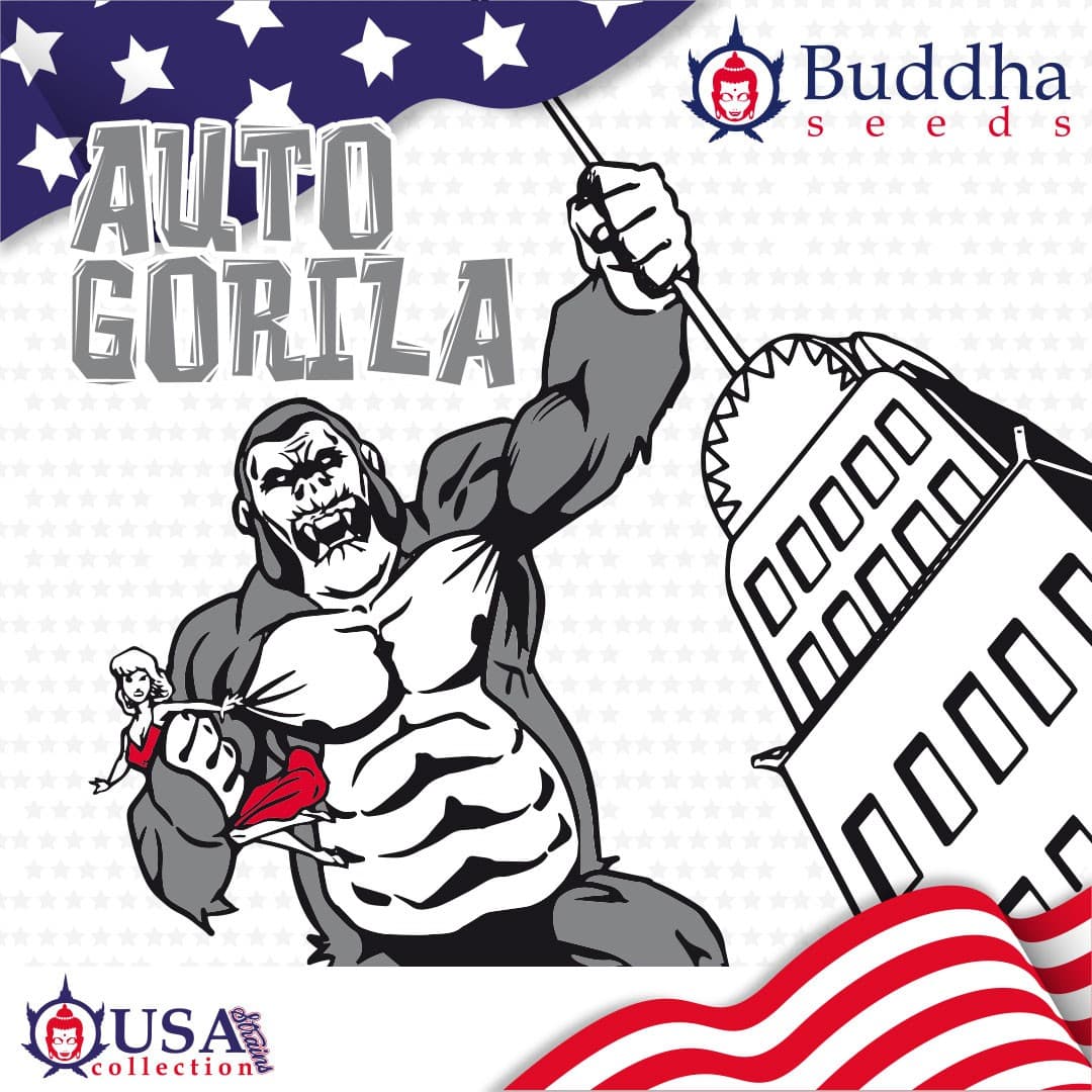 Buddha Gorilla Glue – Graines Féminisées Auto — visuel issu de l’offre marchande