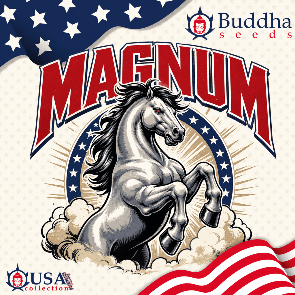 Buddha Magnum – Graines Féminisées Auto — visuel issu de l’offre marchande