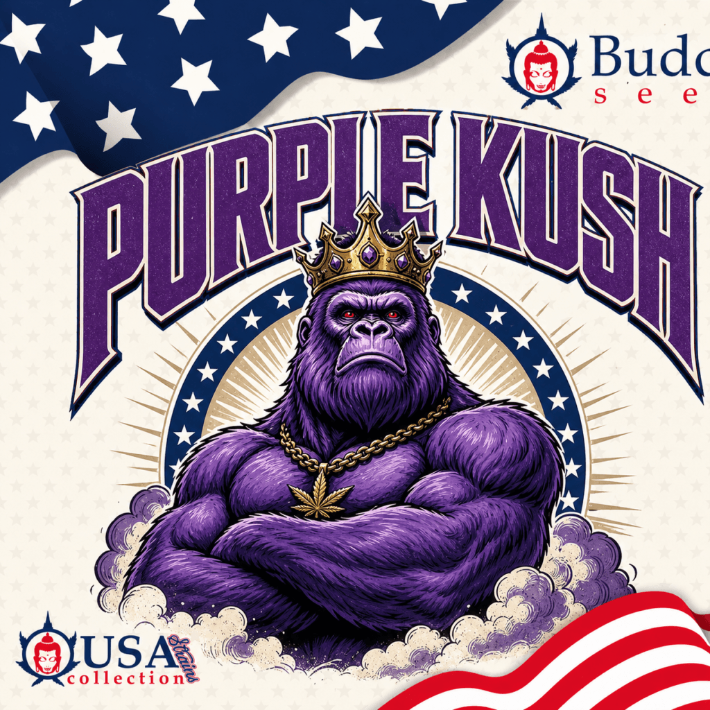 Buddha Purple Kush – Graines Féminisées Auto — visuel issu de l’offre marchande